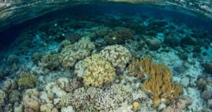 Keindahan Bawah Laut Taman Nasional Wakatobi di Sulawesi Tenggara