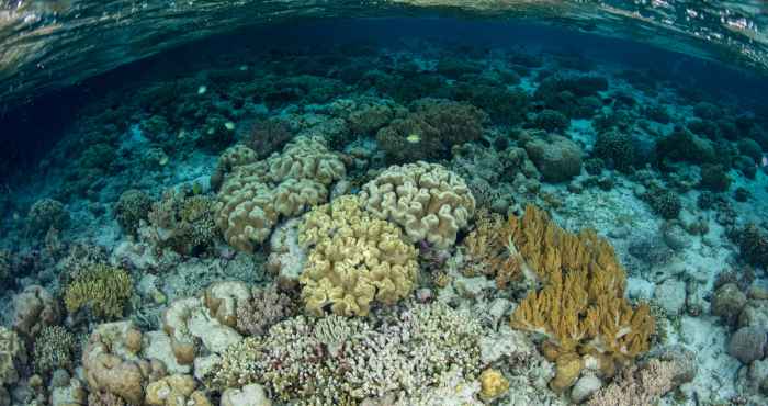 Keindahan Bawah Laut Taman Nasional Wakatobi di Sulawesi Tenggara